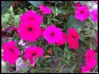 garden-flowers-2012-5