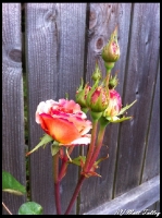 roses-2012-1