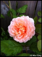 roses-2012-2