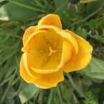 matt-talley_2017_spring-garden-6